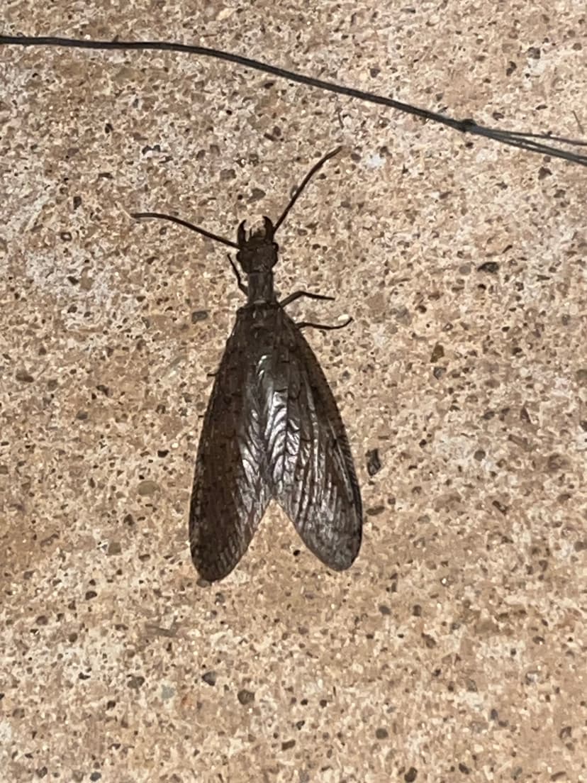 dobsonfly