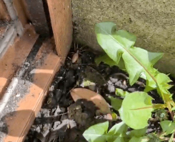 woodlouse spider